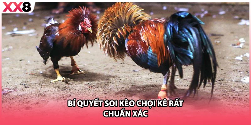 Bí quyết soi kèo chọi kê rất chuẩn xác
