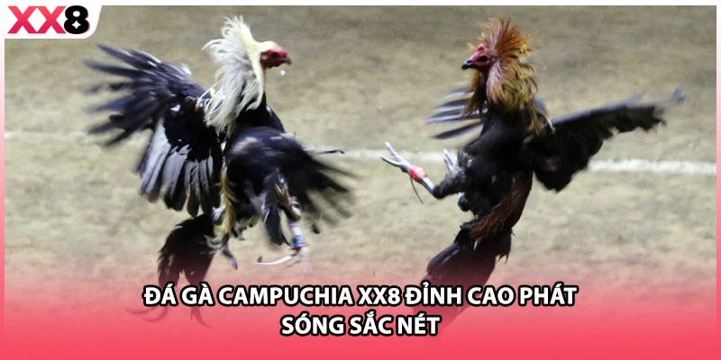 Đá gà Campuchia XX8 đỉnh cao phát sóng sắc nét