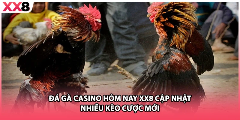 Đá gà casino hôm nay XX8 cập nhật nhiều kèo cược mới