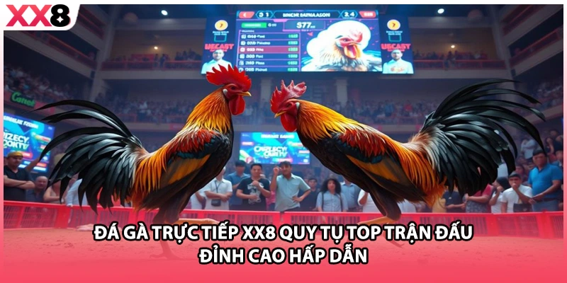 Đá Gà Trực Tiếp XX8 Quy Tụ Top Trận Đấu Đỉnh Cao Hấp Dẫn