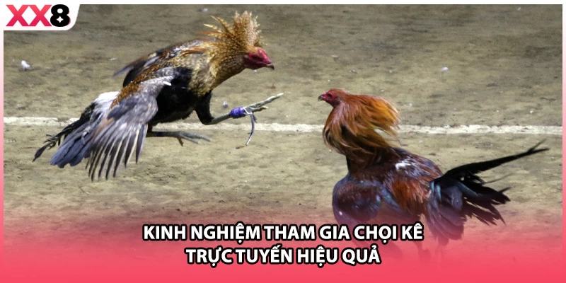 Kinh nghiệm tham gia chọi kê trực tuyến hiệu quả