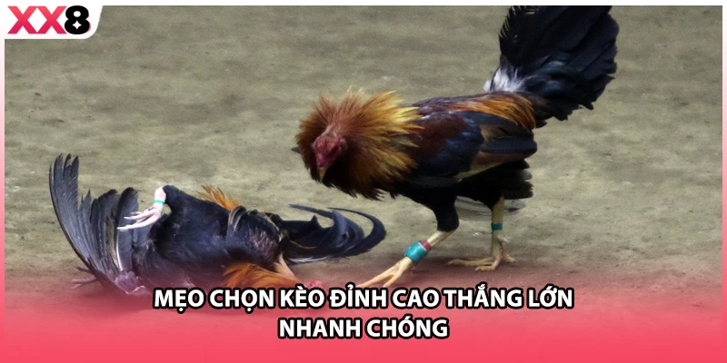 Mẹo chọn kèo đỉnh cao thắng lớn nhanh chóng
