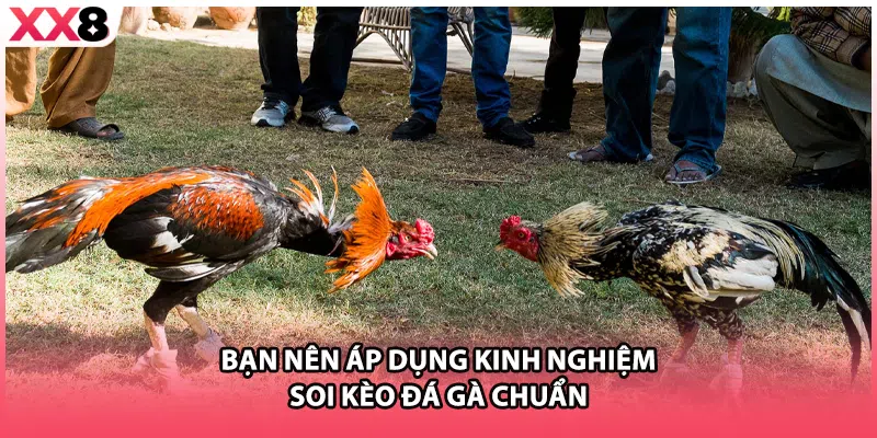 Nên truy cập nhà cái xem đá gà trực tiếp XX88