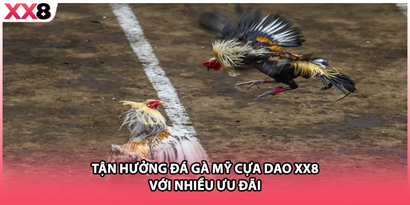 Tận hưởng đá gà Mỹ cựa dao XX8 với nhiều ưu đãi