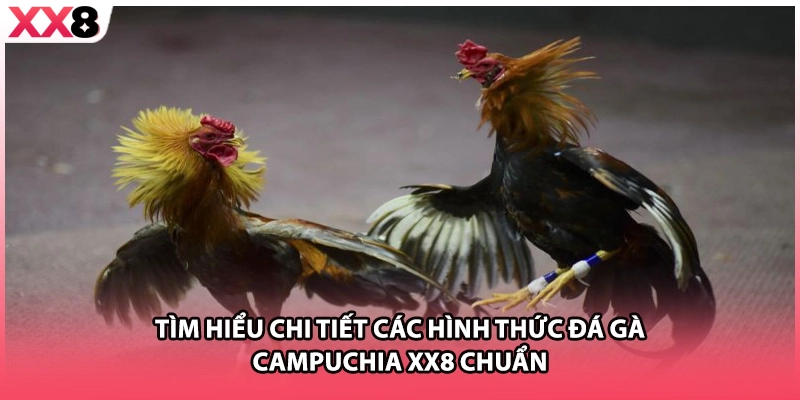 Tìm hiểu chi tiết các hình thức đá gà Campuchia XX8 chuẩn