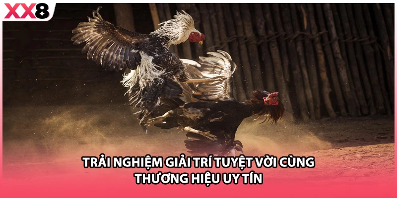 Trải nghiệm giải trí tuyệt vời cùng thương hiệu uy tín