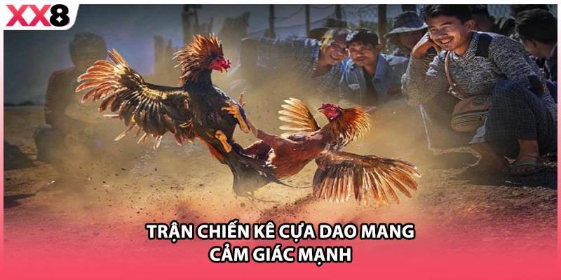 Trận chiến kê cựa dao mang cảm giác mạnh